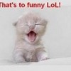 funny cat XD superyaoiluver photo