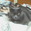 my cat libby! I LOVE U FOREVER & EVER HONEY!!!!!!!!! MY SWEETS!!!!!!!!!! <3 =) 101trx photo