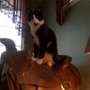 my cat on my horses saddle Jakey21 photo