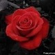 secret-roses's photo