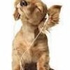 cute dog listening to music ambawoof photo