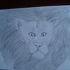 lion sketch teddypearllover photo