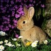 Rabbit♥ RiriFenty11 photo