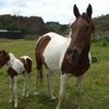 my horses Alex and Max lovedabiebz photo