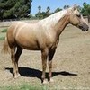 my horse Angel  lovedabiebz photo
