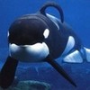 keiko the orca whale 101trx photo