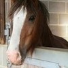 my horse cece  lovedabiebz photo
