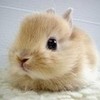 This is the cutest thing Bunnylover3 photo