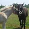 Star the baby horse and Owen my black horse haleydawn8 photo