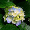 Beautiful flower Primrose0702 photo
