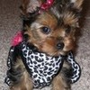 My cute puppy! lovepet34 photo