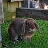 my rabbit ambawoof photo