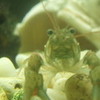 I am a crayfish MrChickles photo