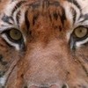Tiger eyes oooooooooo photo