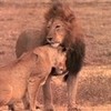 loving lions oooooooooo photo