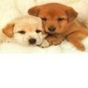 i love pups!!!!!!!!! jeweleryfan11 photo