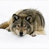 Wolfy x cute x katialautnerxx photo