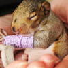 baby Squirrel with a broken arm, too cute... MBGodMother photo