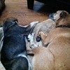 Baylor and Wallace taking a nap together. Selena_G_Marie photo