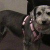 my dog kiki :3 rosehedgehog222 photo