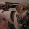my dog mario :3 rosehedgehog222 photo