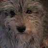 my dog kiki rosehedgehog222 photo