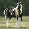 Favorite Horse DragonAvis photo