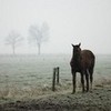 Horse in winter... graystone photo