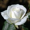 Round 1: White Rose NocKairu photo