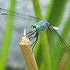 Round 15: Dragonfly NocKairu photo