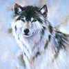 Round 7: Wolf NocKairu photo