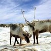 Round 8: Reindeer NocKairu photo