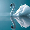 Round 13: White Swan NocKairu photo