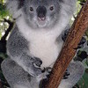 Round 18: Koala NocKairu photo