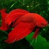 Round 35: Red Fish NocKairu photo