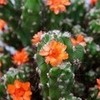 Round 3: Orange Cactus NocKairu photo