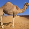 Round 36: Camel NocKairu photo