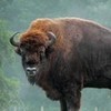 Round 32: European Bison [Wisent] NocKairu photo
