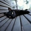 Round 1: Black Cat NocKairu photo