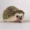Round 11: Hedgehog NocKairu photo