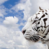 Round 34: White Tiger NocKairu photo