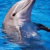 Round 20: Dolphin NocKairu photo
