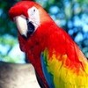 Round 6: Red Parrot NocKairu photo