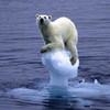 Round 12: Polar Bear NocKairu photo