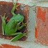 Round 3: Green Frog NocKairu photo