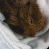 My guinea pig :3 Xx_MewBerry_xX photo