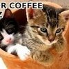 Coffee kittens! DramaQueen1020 photo