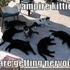 Vampire kitties DramaQueen1020 photo