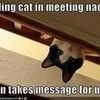 Ceiling cat meeting! Haha! DramaQueen1020 photo