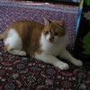 my cat curry macky41 photo